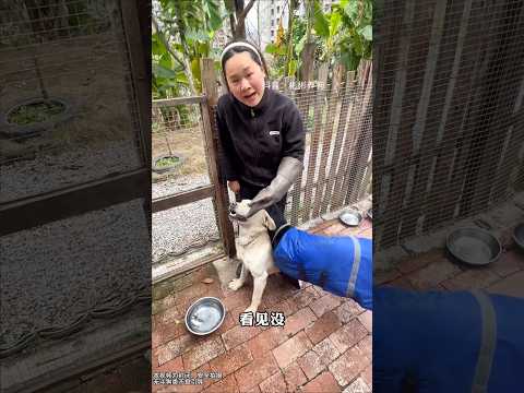 "The Labrador 🐕 Keeps Biting Over Food! Should We Give Up on Him? 🍖 #Dog #GuardDog #Labrador"