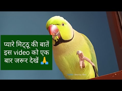 प्यारे मिट्ठू की बातें इस video को एक बार जरूर देखें 🙏#video #parrot #viral @alexparrot829