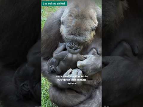 Baby Gorilla’s First Years : Breastfeeding