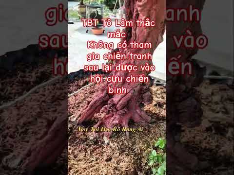 TBT Tô Lâm thắc mắc #bonsaisaigon #bonsai #shortvideo