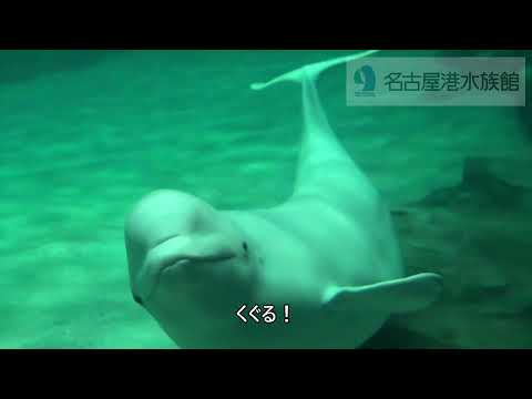 猫の動画サムネイル - ナナの泡あそび