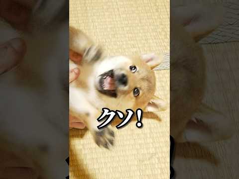 シバジロウの不満。 #柴犬色 #shorts
