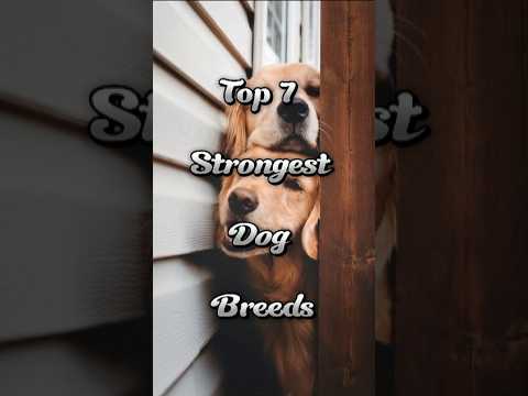 Top 7 Strongest Dog Breeds #trending #facts #dog