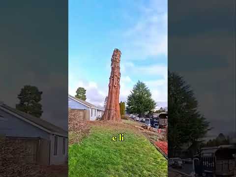 🌳 Un modo geniale per tagliare un albero... ma nessuno ci fa caso! 🤷‍♂️