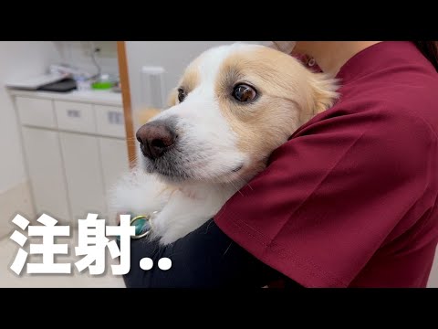 注射だとわかった途端、涙目になり絶望に落とされる犬...【ボーダーコリー•ゴールデンレトリバー】