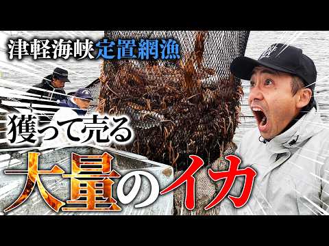 【神鮮度】獲ってから2時間でお店に並ぶ大量のイカ!専務が再び定置網漁師になって獲った魚をそのまま販売!