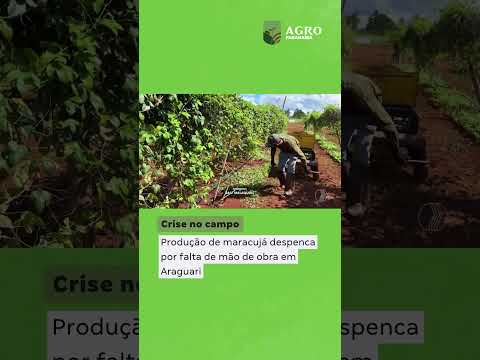 O fim de uma cultura? Maracujá perde força e preocupa produtores em Araguari
