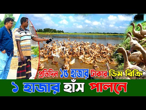 চলন বিলে ১ হাজার হাঁস পালন করে মাসে আয় করছেন 150 হাজার টাকা। Hash palon। Duck farm in Bangladesh