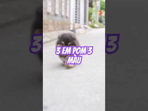 Anh em một bầy mà 3 màu khác nhau nè cô chú | Bánh Bò Pom bán chó phốc sóc 0988883791