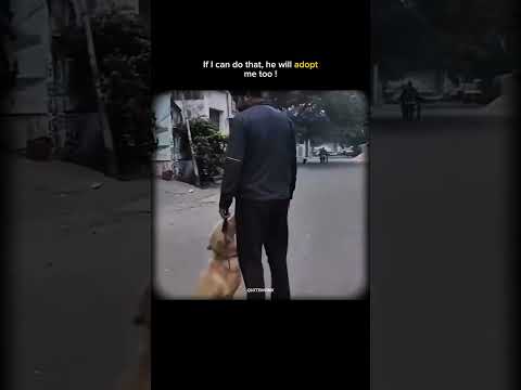 True emotions. #shorts #dog #pets