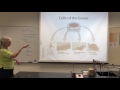 Bone Cells and Their Functions