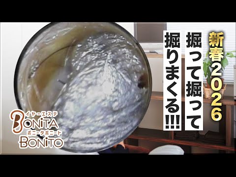 #耳掃除 新春2026 掘って掘って掘りまくる！！！