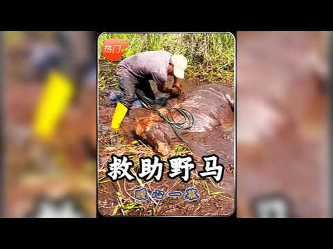 馬兒捨命攔路營救受傷同伴,動物界感人至深的生命奇蹟。
