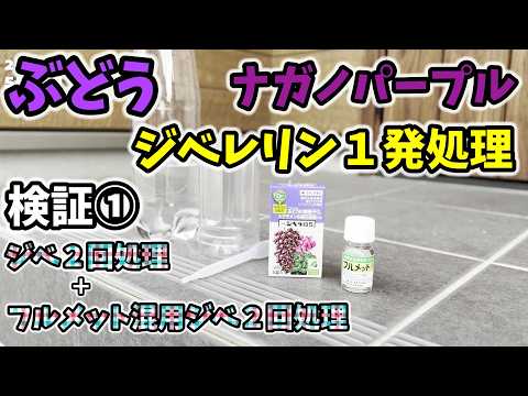 【🍇ぶどう】ナガノパープル1發處理!ジベ25ppm+フルメット2.5ppm【205回目】佐賀縣吉野ヶ里町で果樹栽培日誌#ぶどう栽培#シャインマスカット