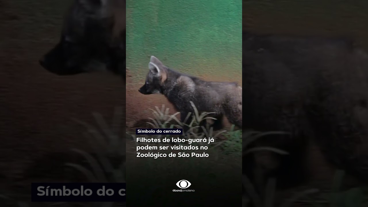 Filhotes de lobo guará já podem ser visitados no Zoológico de São Paulo