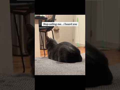 Cats vs Humans: The Disrespect Is Real 👀