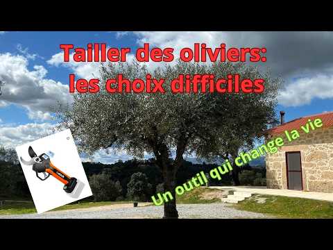 taille des oliviers: les choix difficiles