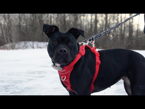 Meet Lady, rescued from suspected dogfighting