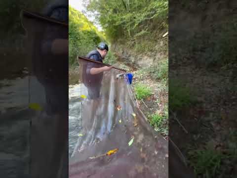 How to catch minnows! @DeepDarkhills  #jesus #fishing #creek #outdoors #kentucky #appalachia