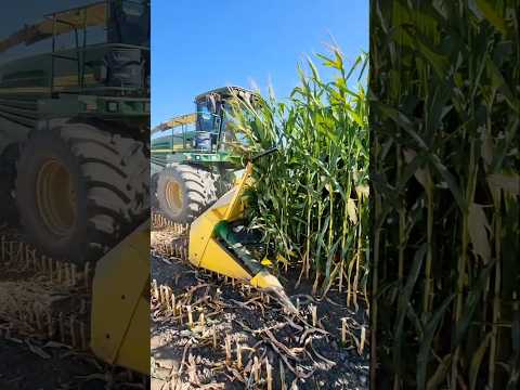 How we chop 65-70% corn!#farming #johndeere #tractor #farm #farmer #newholland #agriculture