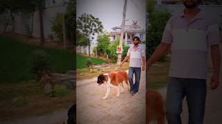 Saint Bernard dog full attitude moment #viralvideo #trending
