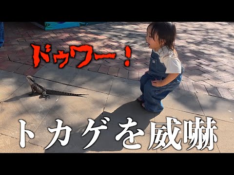 【森ケの日常】オーストラリアの動物園で興奮しまくる子供たち