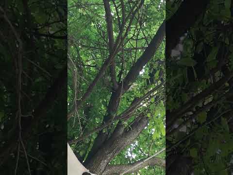 Streptopelia - اليمام