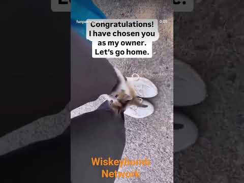 Would you take this kitten home, if she walked upto your leg like this