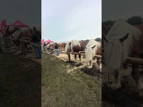 Cai Frumoși Și Câini Ciobănești   de Bucovina la Târgul de la Trei Movile -Suceava