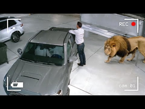 Wild Animals Invading Cities Caught on Camera