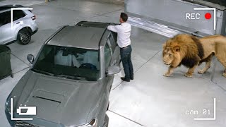 Wild Animals Invading Cities Caught on Camera
