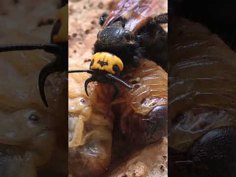 La avispa mamut #shorts #viral