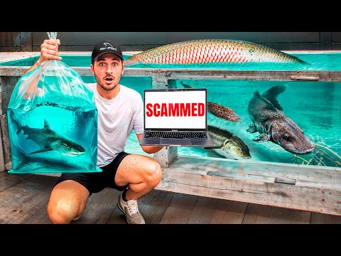 Buying Live Sharks Off Internet... (I got scammed)