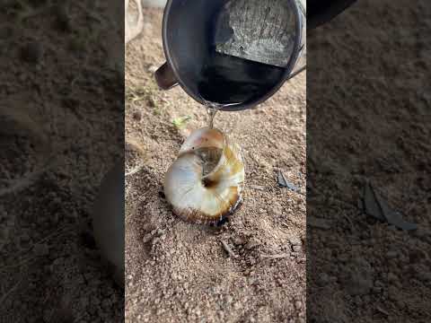 Good work great skills