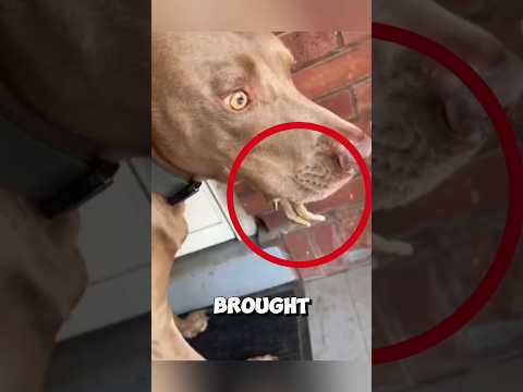 This clever dog surprises owner with a little creature ❤️ #dog