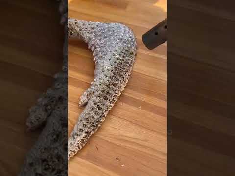 两个人吃一个烤翅，好撑 上集 #乡村 #乡村生活 #中国美食 #fyp #乡村美食