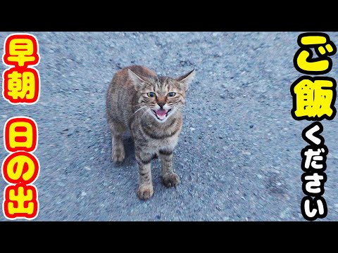 早朝 日の出にご飯をくださいと鳴く猫たちにご飯をあげると・・・ さくらねこたちへのエサやり 感動猫動画