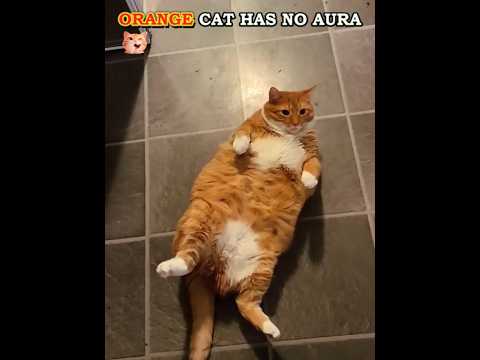 Orange Cats Has No Aura🐱✨#shorts #cat #orangecat #trolledit #phonk #catshorts #aura #viral #edit #us