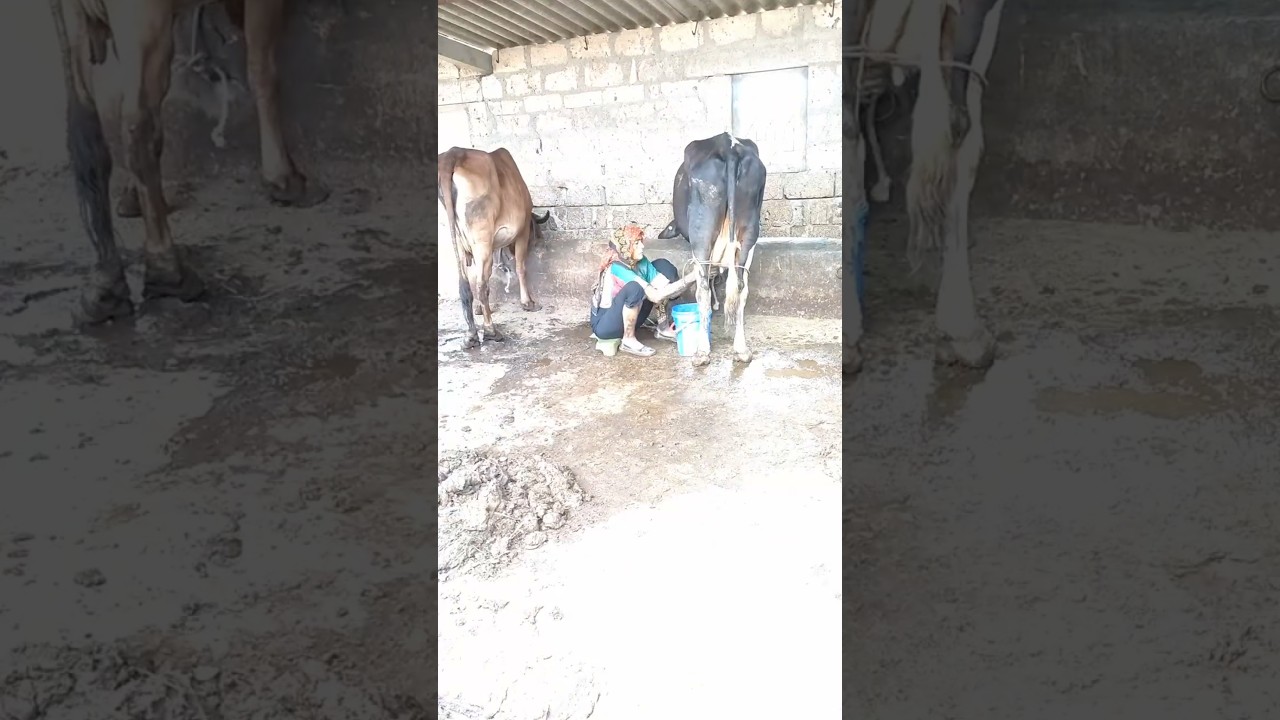Order Video