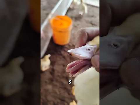 The Surprising Reason Farmers Trim Duck Beaks!