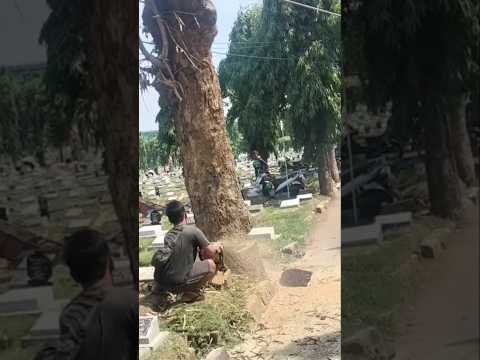 Woodworking project large mango tree felling technique #shorts #treecutting #cuttingskills