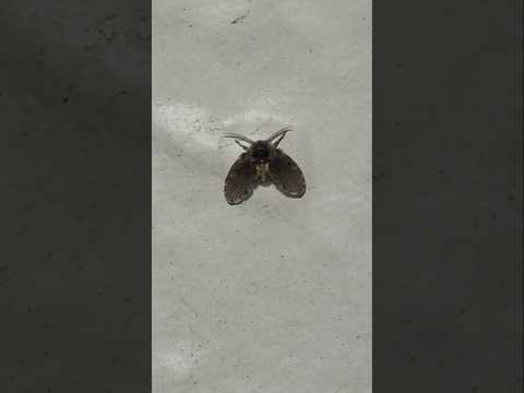 A Bathroom Moth Fly (Clogmia albipunctata)