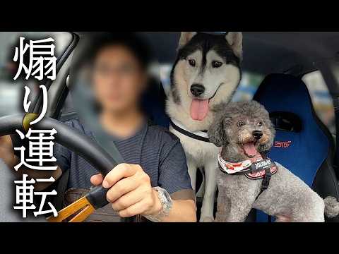 朝から危険運転の煽り運転で降りてきました...