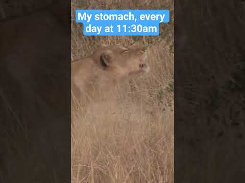 Stomach Growls