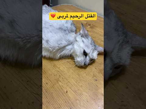 القتل الرحيم لقطة معاقة !💔😢🐈#القطة_مربى #قطط #cat #kitten #viralvideo