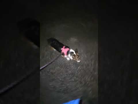 so lucky to have her #corgi #doggielife #cutedog #puppy #mentalhealth