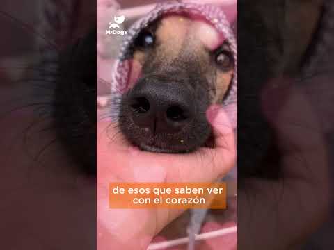 El AMOR lo cura todo 💙🧡 I🎥 IG: mara.santanacar, _lays.maciel, o.cavalete, laraaguima #dog #rescatado
