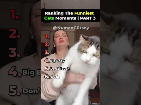 Ranking the Funniest Cats Moments! | Part 3 #shorts #ranking #funnycats
