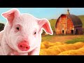 Understanding Pigs: Facts and Trivia