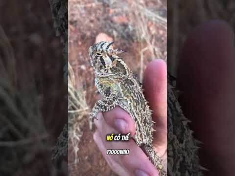 "Top 5 Loài Động Vật Có Cách Tự Vệ Kỳ Lạ Nhất 🐾💥" #animaldefense #CrazyAnimals #top5